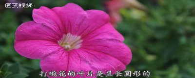 ​打碗花与牵牛花的区别