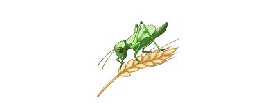 ​蚱蜢吃什么