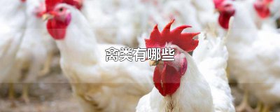 ​禽类有哪些