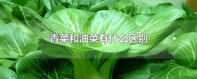 ​青菜和油菜有什么区别