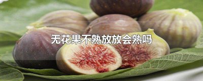 ​无花果不熟放放会熟吗