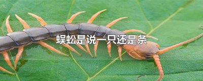 ​蜈蚣是说一只还是条