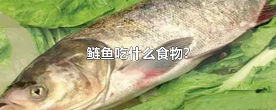 ​鲢鱼吃什么食物?
