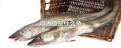 ​明太鱼是什么鱼