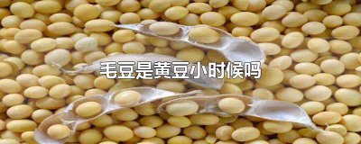 ​毛豆是黄豆小时候吗