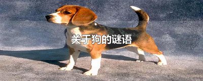 ​关于狗的谜语
