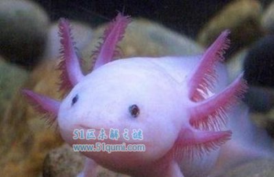 ​美西钝口螈:能复活又长没有大的生物 豢养时要注重什么?
