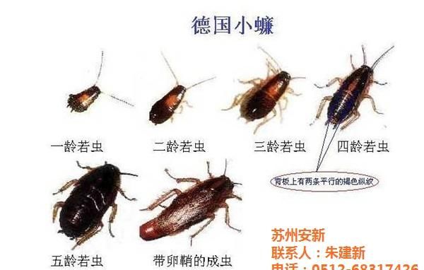 如何安全有效的消灭蟑螂