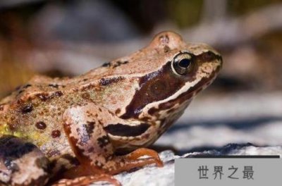 ​世界上最大的两栖动物 非洲巨蟾蜍体型庞大(长30厘米)
