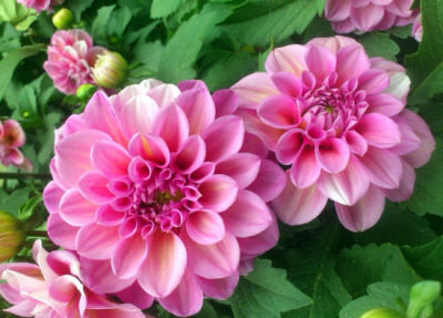 ​大丽花怎么养？掌握这几个要点，天天有花赏