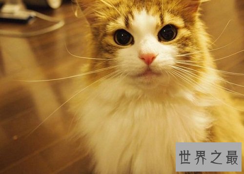 挪威森林猫的前世今生，爱猫一族速速看过来！