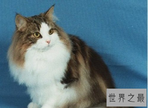 挪威森林猫的前世今生，爱猫一族速速看过来！