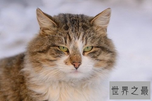 挪威森林猫的前世今生，爱猫一族速速看过来！