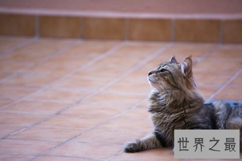 挪威森林猫的前世今生，爱猫一族速速看过来！