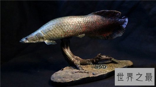 世界上最大的淡水鱼，体型超过三米长