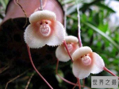​地球上10种最怪的花，“襁褓婴儿”是一种外形可爱的郁金香兰花