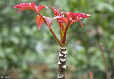 ​香椿木家具的优缺点（香椿木价格一方多少钱）