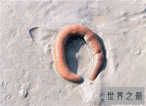 刺螠的食用价值介绍 千颂伊演绎刺螠搭配烧酒
