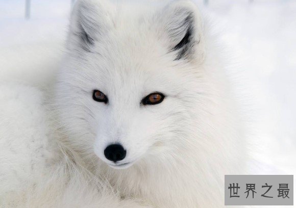 世界上最漂亮的狐狸，有着一身雪白的绒毛
