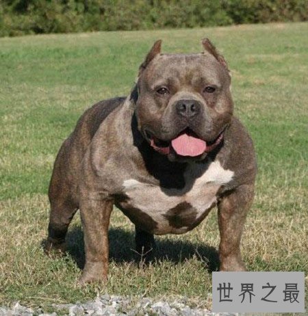 世界上最凶猛的狗 藏獒在它面前都是渣渣