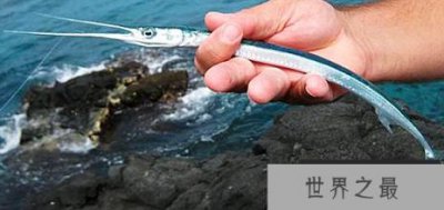 ​颚针鱼的吃法大全，哪些人不能吃颚针鱼