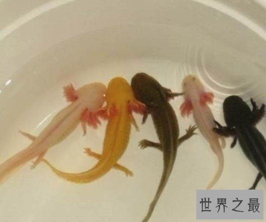 世界上最呆萌的宠物鱼， 长相呆萌，又很漂亮