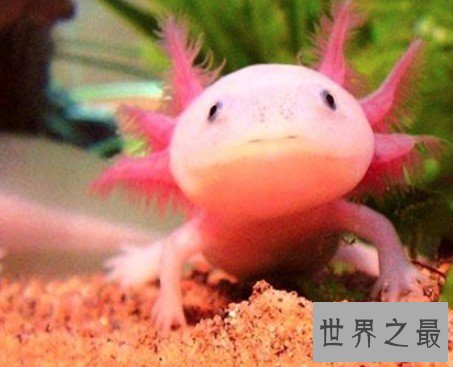 世界上最呆萌的宠物鱼， 长相呆萌，又很漂亮