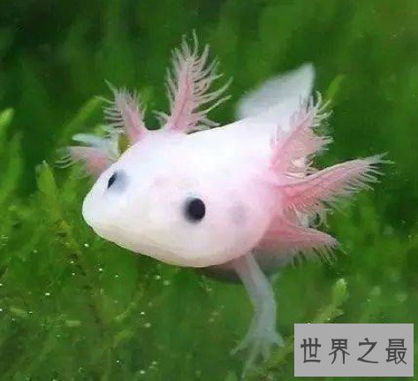 世界上最呆萌的宠物鱼， 长相呆萌，又很漂亮