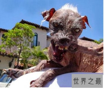 ​世界上最丑的狗排行榜 十大最丑宠物狗
