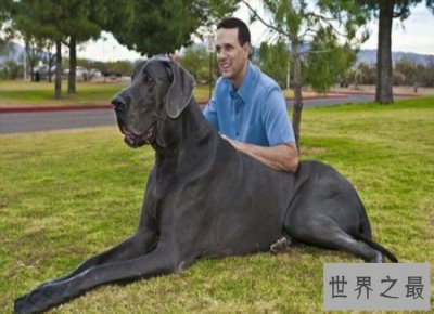 ​世界上最大的狗“大乔治”，站立高度可达2.2米（食量惊人）