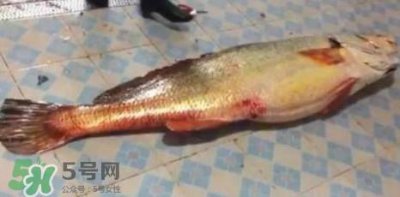 ​天价鱼卖出347万 金钱鳘为什么这么贵？
