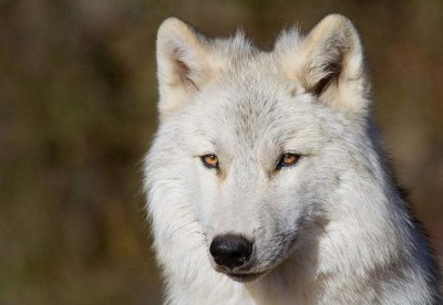 ​犬科动物战斗力排名，英国灰狼的战斗力是怎么样的人物有多强！