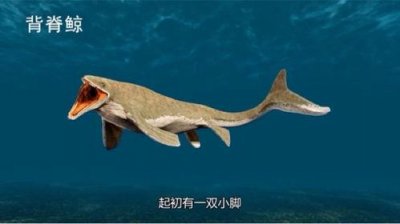 ​海洋里更大的动物是什么(海洋中更大的动物)