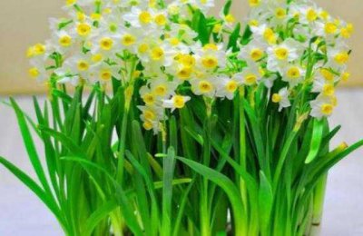 ​世界上十大最毒的花 第一名:水仙花 毛地黄榜上有名