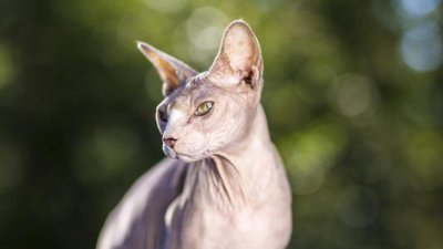 ​世界上最丑的猫咪——斯芬克斯猫