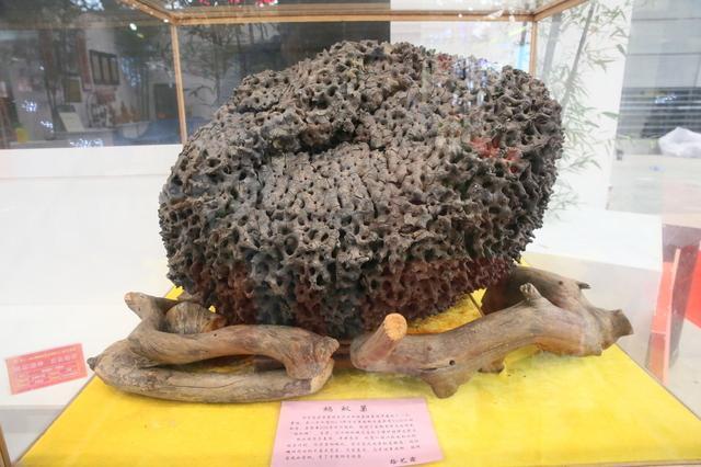 它是世界上最小的蛋，蛋白为牛奶的15倍，70一斤却少人吃