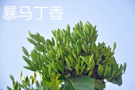 暴马丁香果实