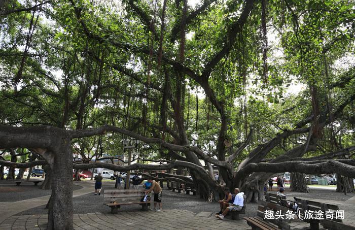 这是全球最大树,树龄250年,现实版“独木成林”!
