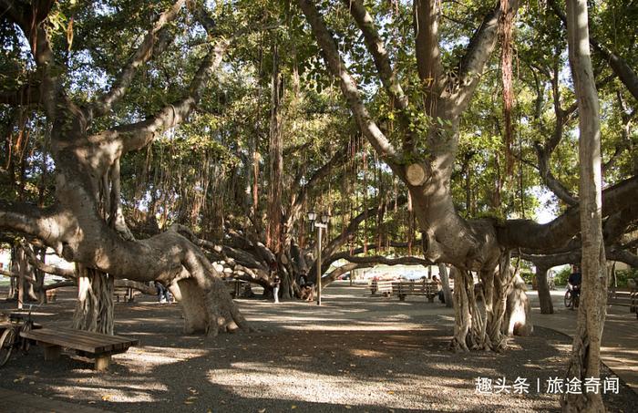 这是全球最大树,树龄250年,现实版“独木成林”!