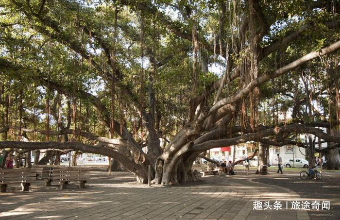 这是全球最大树,树龄250年,现实版“独木成林”!