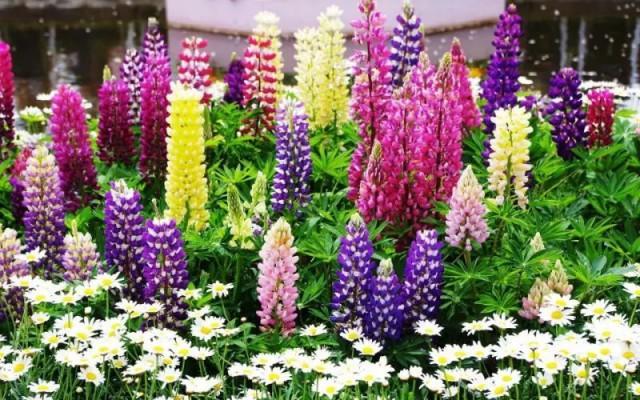 植物园、亭园、凤凰山…开园时间表及票价↘哈尔滨还要新开20个公园