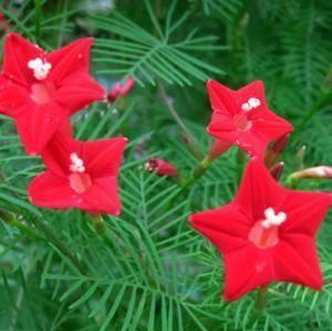 开的“最浪漫”的花卉
