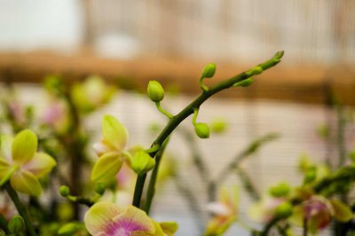 ​怎么延长蝴蝶兰的花期