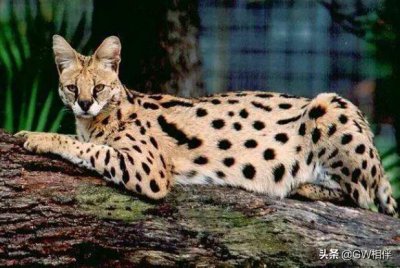 ​世界上十大最贵的猫 第一价格高达61万人民币