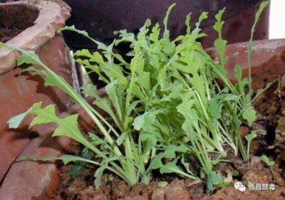 ​「禁毒知识」 五种最常见的毒品原植物（有图）