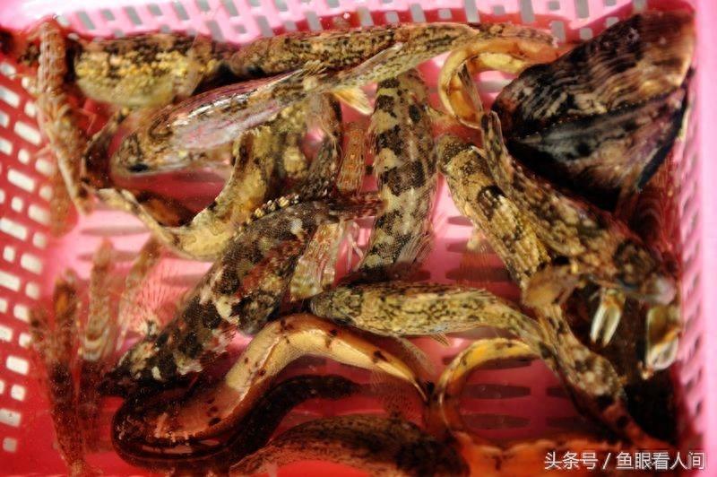 海鲜市场最便宜的红头鱼2块钱一斤 口味还不错 炖汤不亚于贵海鲜