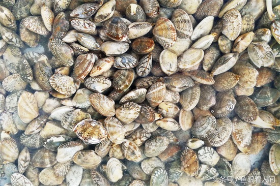 海鲜市场最便宜的红头鱼2块钱一斤 口味还不错 炖汤不亚于贵海鲜