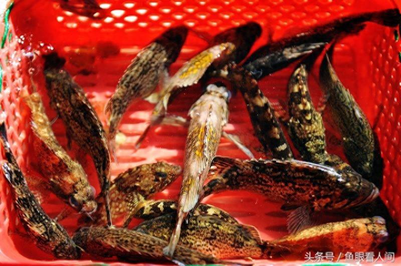 海鲜市场最便宜的红头鱼2块钱一斤 口味还不错 炖汤不亚于贵海鲜
