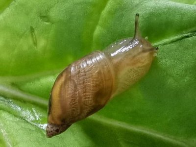 ​蜗牛最怕的克星是什么？有一种东西蜗牛一碰就死，你知道是啥吗？