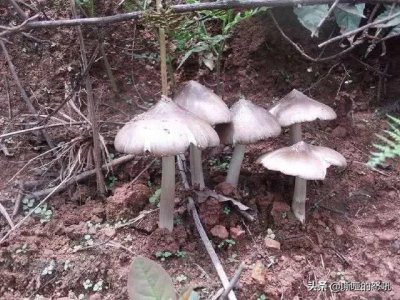 ​难得一见的6种“野味”，图四基本没人吃，但却是农村孩子的最爱